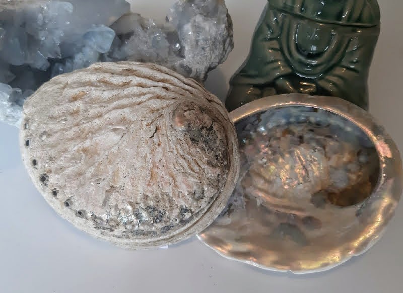 Coquille d ormeau veritable