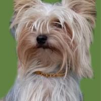 COLLIER ANTI PUCE POUR CHIENS ET CHATS