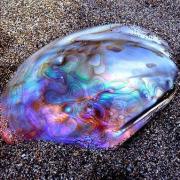 Abalone pierre bien etre
