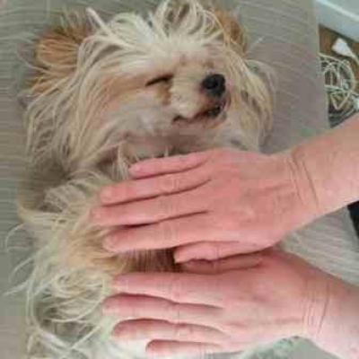 Comp reiki animalier