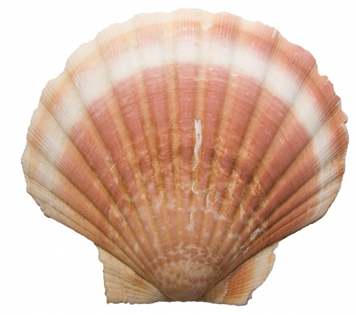 Coquille st jacques vide