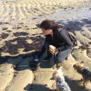 Ramassage de coquille st jacques sur les plages de Normandie